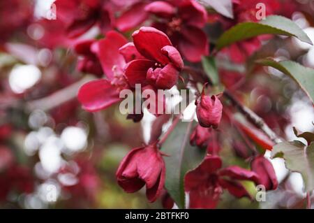 Ein Zweig eines blühenden dekorativen Apfelbaums mit zarten burgunderroten Blütenblättern und grünen Blättern Stockfoto