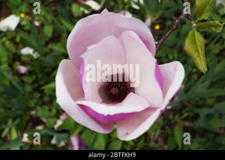 Magnolienblüte mit großen rosa Blütenblättern und einem dunklen Zentrum auf einem Zweig mit grünen Blättern Stockfoto