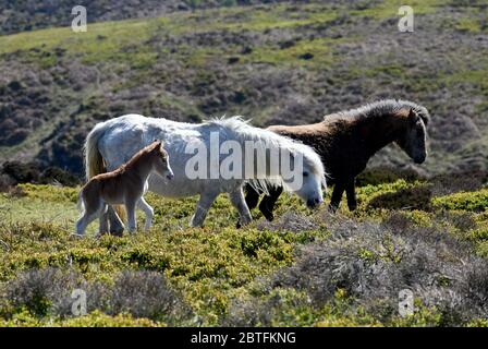 The Long Mynd, Church Stretton, Shropshire, Großbritannien 25. Mai 2020. Dieses 3 Tage alte Fohlen war eines der wilden Ponys, die das Urlaubswetter auf den Shropshire Hills genossen. Stockfoto