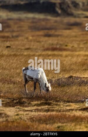 Während der Wintermonate kommen Rentier, Rangifer tarandus, aus den Bergen herab, um sich in den Tiefebenen entlang der Südküste Islands zu ernähren Stockfoto