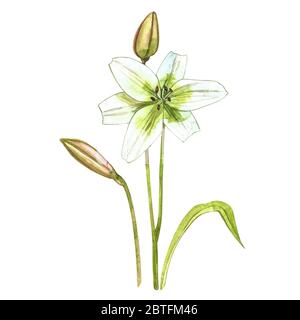 Aquarell weiße Lilien. Wilde Blume auf weiß isoliert gesetzt. Botanische Aquarellillustration, weißer Lilien-Bouquet, rustikale Lilien-Blüten Stockfoto