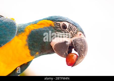 Grüner und gelber Papagei. Mit einer Traube im Schnabel. Stockfoto