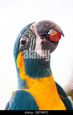 Grüner und gelber Papagei. Mit einer Traube im Schnabel. Stockfoto