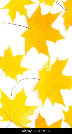 Herbstkomposition. Muster aus Herbstblättern. Flach liegend, Draufsicht Stockfoto