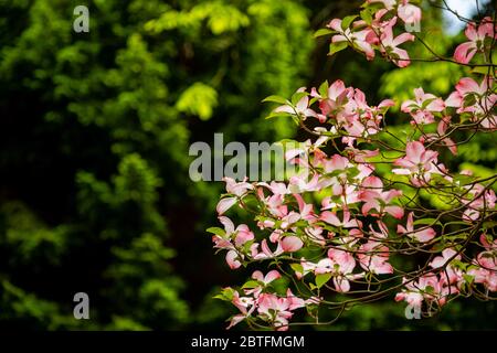 Blumen von Cornus florida im Frühlingstag im Pruhonice Park in der Nähe von Prag, Tschechische Republik Stockfoto