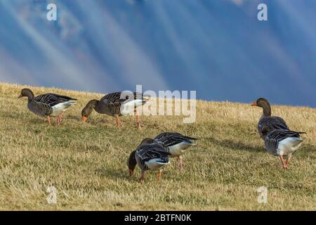 Graugans, Anser Anser, Schwarmfütterung auf einem Bauernhof in der Nähe von Höfn, an der Südküste Islands Stockfoto