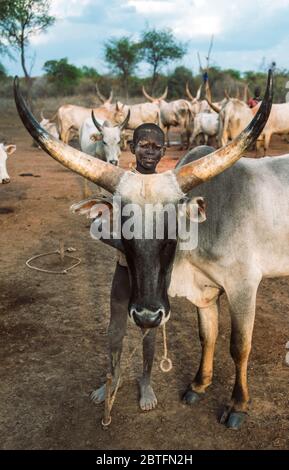 MUNDARI STAMM, SÜDSUDAN - 11. MÄRZ 2020: Junge aus Mundari Tribe lächelnd und mit Blick auf die Kamera, während sie hinter Ankole Watusi Kuh gegen Herde steht Stockfoto