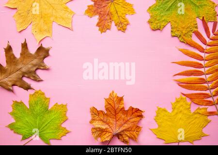 Thanksgiving Tag Urlaub Grußkarte Hintergrund. Herbst bunte Blätter auf rosa Holztisch. Platz für Text, Kopierbereich. Stockfoto