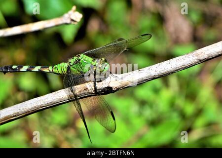 Die östliche pondhawk Libelle. Stockfoto