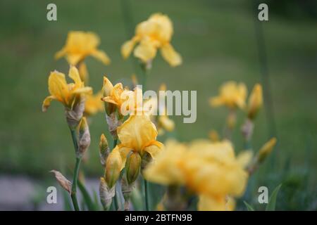 Iris pseudacorus (gelbe Flagge, gelbe Iris oder Wasserfahne) ist eine Art krautige blühende Pflanze in der Familie Iridaceae. Es ist in Europa beheimatet, Stockfoto
