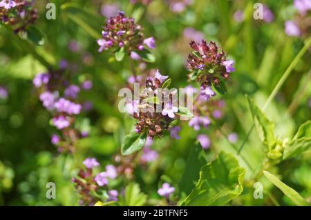 Thymian mit zarten lila Blüten in einer Lichtung im grünen Gras an einem Sommertag Stockfoto