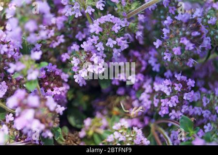 Thymian mit zarten lila Blüten in einer Lichtung im grünen Gras an einem Sommertag Stockfoto