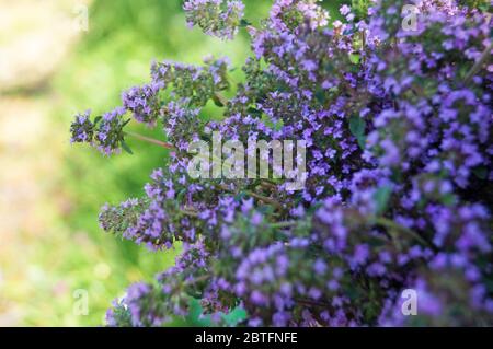 Thymian mit zarten lila Blüten in einer Lichtung im grünen Gras an einem Sommertag Stockfoto