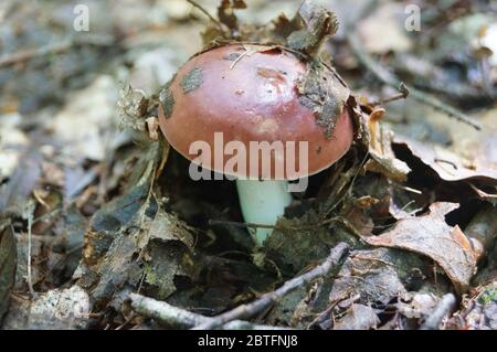 Russula Pilz mit einem rosa Hut und einem weißen Bein im Herbstwald im trockenen Gras Stockfoto