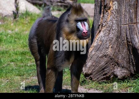 Ein Mandrill auf einer Wiese Stockfoto