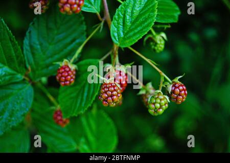 Brombeerzweig mit rosa unreifen Beeren und grünen Blättern auf einem Busch Stockfoto