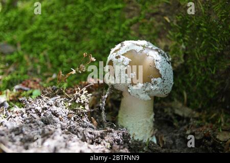 Amanita Pilz mit einem braunen Hut in einem weißen Punkt und einem weißen Bein wächst im Gras im Wald Stockfoto
