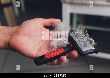 PET Pinsel mit grauem Fell nach der Pflege Haustier Katze Allergie Pelz Konzept Nahaufnahme Stockfoto