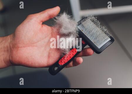 PET Pinsel mit grauem Fell nach der Pflege Haustier Katze Allergie Pelz Konzept Nahaufnahme Stockfoto