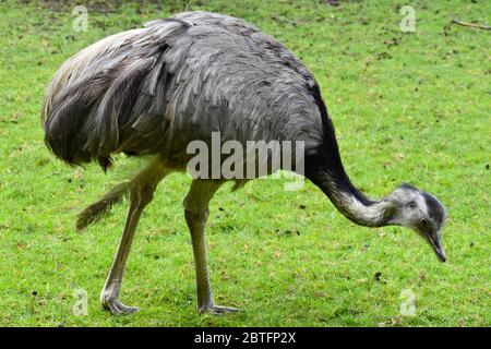 Grau rhea hat Körper mit Federn bedeckt Es hat langen Hals und hohe Beine mit drei Zehenfüßen Es fehlt Brustmuskeln, um es vom Boden für den Flug zu heben Stockfoto