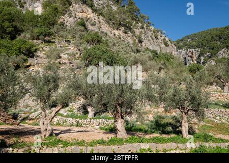 Rotes de Caimari, bien de Interés Cultural, Mallorca, Balearen, Spanien. Stockfoto