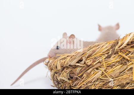 Konzept der Virenisolierung. Rattenratten Nest von Gras Stockfoto