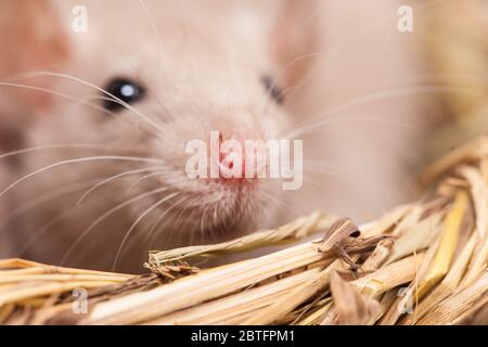 Konzept der Virenisolierung. Rattenratten Nest von Gras Stockfoto