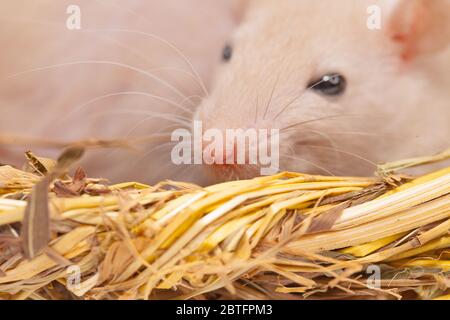 Konzept der Virenisolierung. Rattenratten Nest von Gras Stockfoto