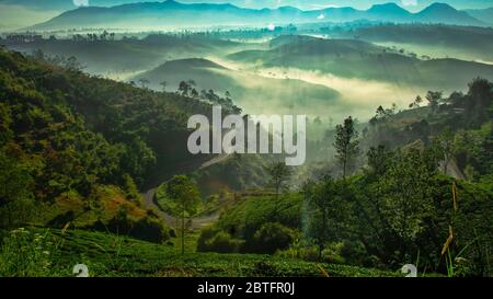 Genießen Sie meinen atemberaubenden Morgennebel in der Teeplantage, Pangalengan, Bandung Stockfoto