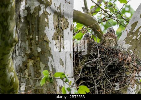 Rotschwanzfalke - Buteo jamaicensis - Jungvögel tauchen mit Flaum- und Flugfedern aus ihrem Nest auf - erwarten Futter von ihren Eltern - Raptor Babys Raubvogel - aka Windhawk - Rotschwanzfalke - Falknerei Stockfoto