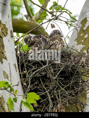 Rotschwanzfalke - Buteo jamaicensis - Jungvögel tauchen mit Flaum- und Flugfedern aus ihrem Nest auf - erwarten Futter von ihren Eltern - Raptor Babys Raubvogel - aka Windhawk - Rotschwanzfalke - Falknerei Stockfoto