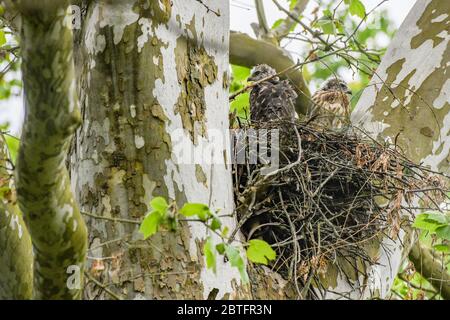 Rotschwanzfalke - Buteo jamaicensis - Jungvögel tauchen mit Flaum- und Flugfedern aus ihrem Nest auf - erwarten Futter von ihren Eltern - Raptor Babys Raubvogel - aka Windhawk - Rotschwanzfalke - Falknerei Stockfoto