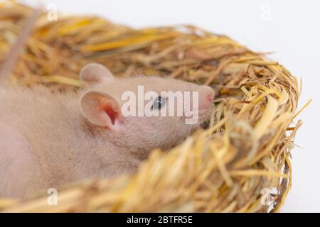 Konzept der Virenisolierung. Rattenratten Nest von Gras Stockfoto