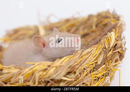 Konzept der Virenisolierung. Rattenratten Nest von Gras Stockfoto