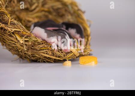 Konzept der Virenisolierung. Rattenratten Nest von Gras Stockfoto