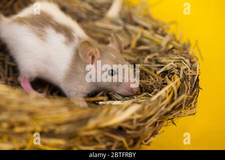 Konzept der Virenisolierung. Ratte in einem Nest aus Gras und Stroh Stockfoto