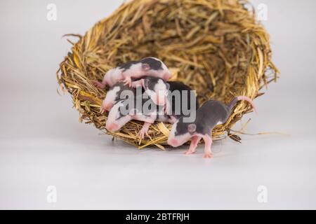 Konzept der Virenisolierung. Rattenratten Nest von Gras Stockfoto