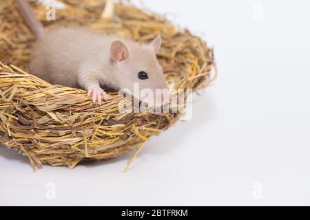 Konzept der Virenisolierung. Rattenratten Nest von Gras Stockfoto