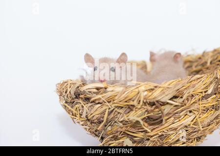 Konzept der Virenisolierung. Rattenratten Nest von Gras Stockfoto