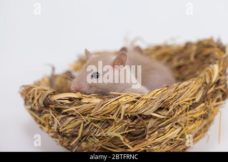Konzept der Virenisolierung. Rattenratten Nest von Gras Stockfoto