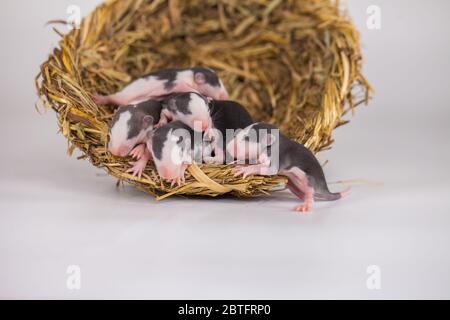 Konzept der Virenisolierung. Rattenratten Nest von Gras Stockfoto