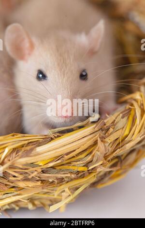 Konzept der Virenisolierung. Rattenratten Nest von Gras Stockfoto