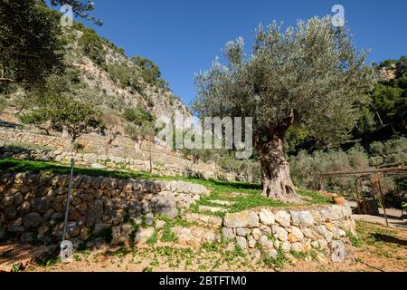 Rotes de Caimari, bien de Interés Cultural, Mallorca, Balearen, Spanien. Stockfoto