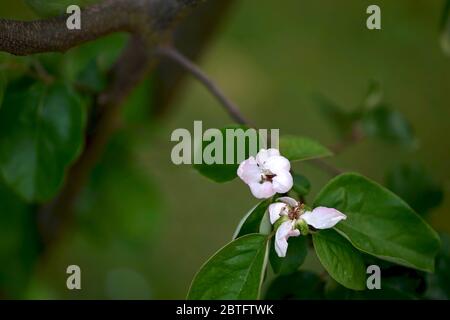 Nahaufnahme von attraktiven zartrosa Squince (Cydonia oblonga) Blüte. Stockfoto