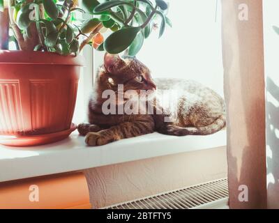 Die Katze liegt am offenen Fenster in der Sonne. Eine graue Katze sonnt sich im Fensterbrett unter der Frühlingssonne. Neben der Katze ist ein großer Topf mit Sukkulent Stockfoto