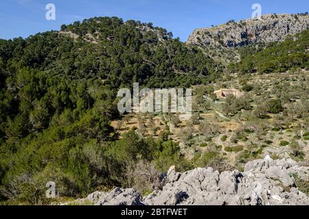 Possessio de muntanya und Oliven, Bunyola, Mallorca, Balearen, Spanien. Stockfoto