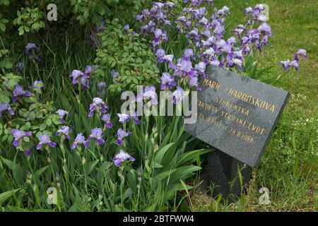 Gedenktafel zum Gedenken an Marie Charousková an der Stelle, an der sie am 26. August 1968 in Klárov in Prag von einem sowjetischen Soldaten erschossen wurde. Marie Charousková, geb. Srbová wurde am 25. Oktober 1942 geboren, studierte entfernt an der Fakultät für Maschinenbau der Tschechischen Technischen Universität (České vysoké učení technické) und wurde im Alter von 25 Jahren auf dem Weg zur Schule erschossen. Stockfoto