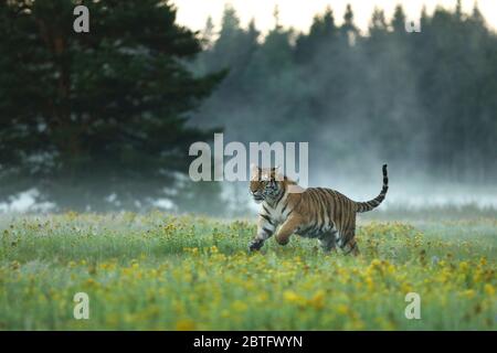 Sibirischer Tiger in schönem Lebensraum. Panthera tigris altaica. Amur Tiger läuft im Gras. Blühende Wiese mit Gefahr Tier. Wildtiere Russland. Stockfoto