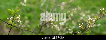 Blühende Kirsche Baum auf grünem Gras Hintergrund. Schöne Naturlandschaft. Sakura-Pflanze. Stock Foto Stockfoto