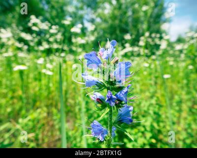 Viper-Bugloss (Echium vulgare)-Blütenstand. Blutergüsse, die von vielen Volksnamen bekannt sind: Blaue Farbe blackamoor Gras, Kornblumenfeld, Romantik, Liebesmädchen, Stockfoto